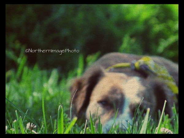 Little Brown Dog