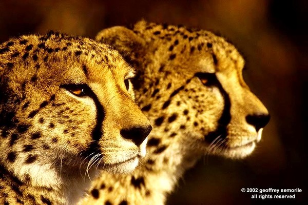 CHEETAH BROTHERS