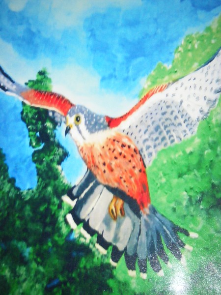 Kestrel