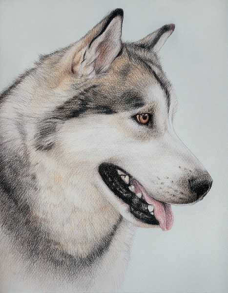 Siberian Husky