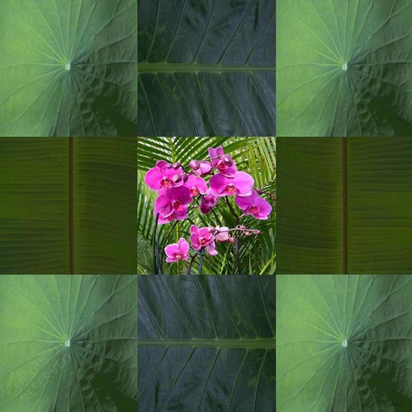 (18) Framed Orchids