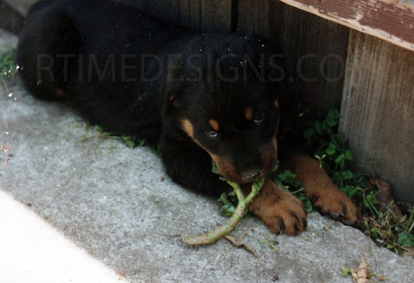 tasty plants