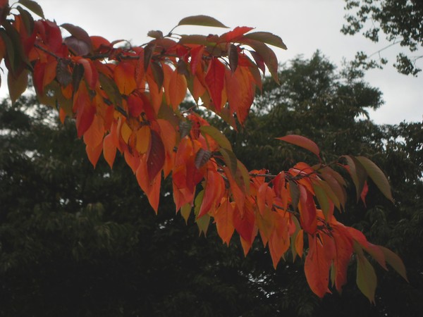 Autumn 10