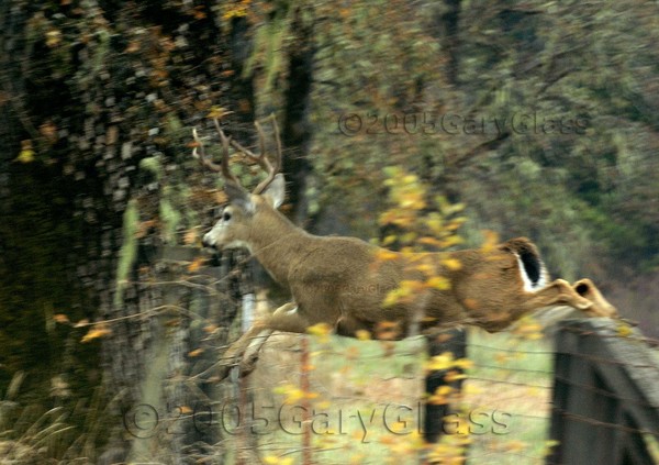 Leap to Freedom or Wildlife High Jump