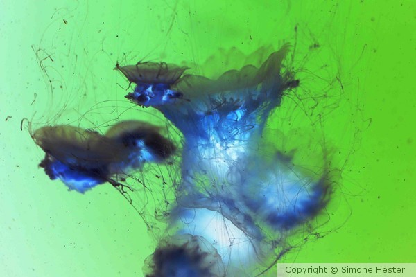 Jellyfishing II in Negative