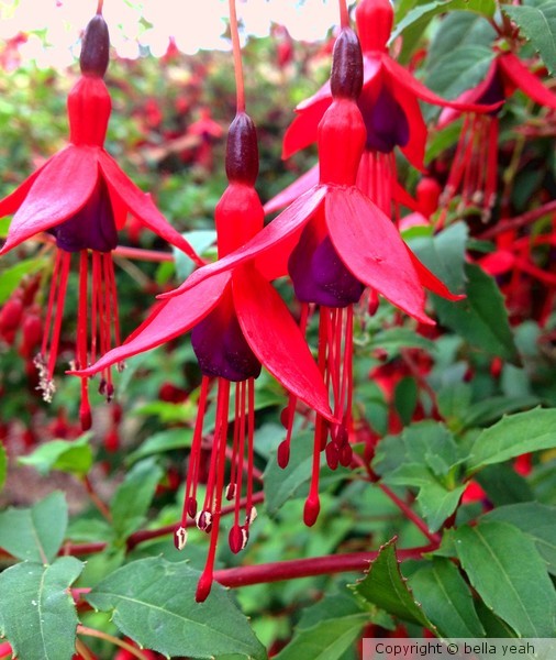 red fuchsia