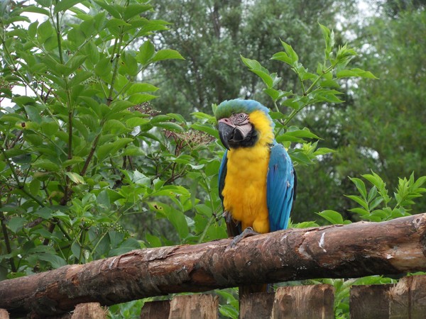 parrot