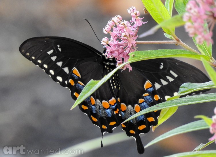 Black Beauty