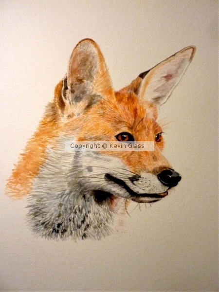 Fox