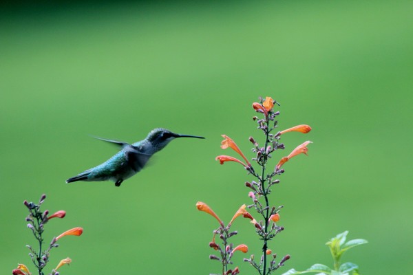 Hummer at Agastache 2