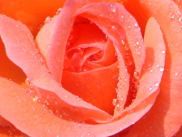 Morning Dew
