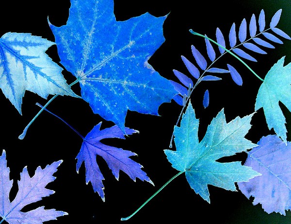 Blue Leaves
