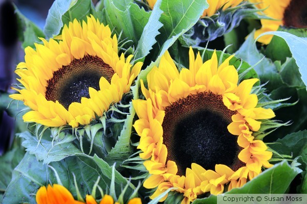 Sunflowers
