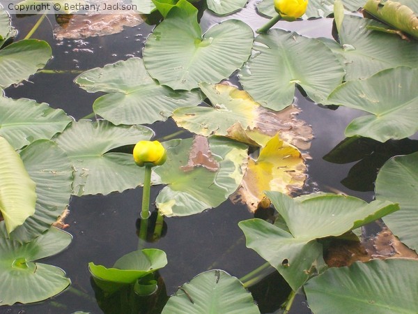 Water Lily Pads