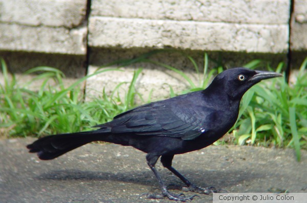 Quiscalus 2 (Mozambique)