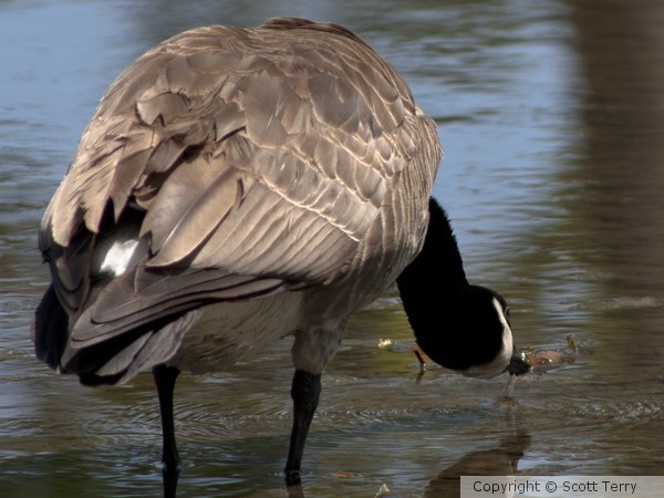 Grabbing Watter