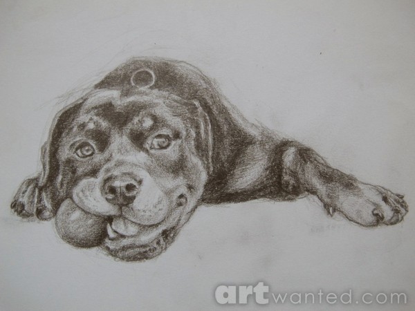 My rottweiler