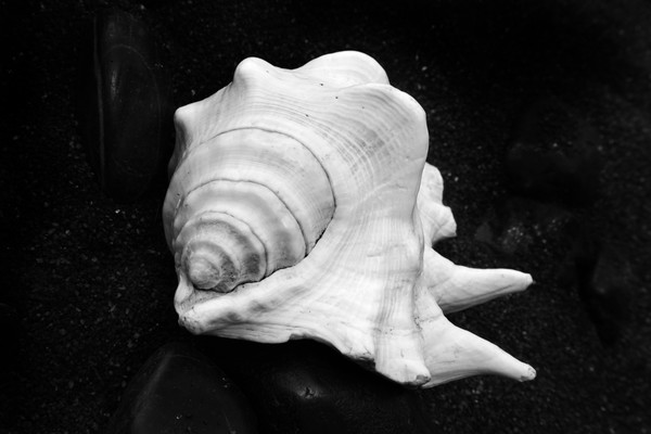 Shell No.2