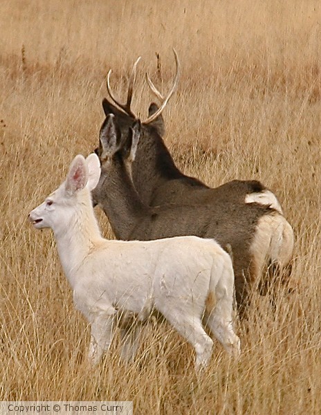 Albino with Doe & Buck