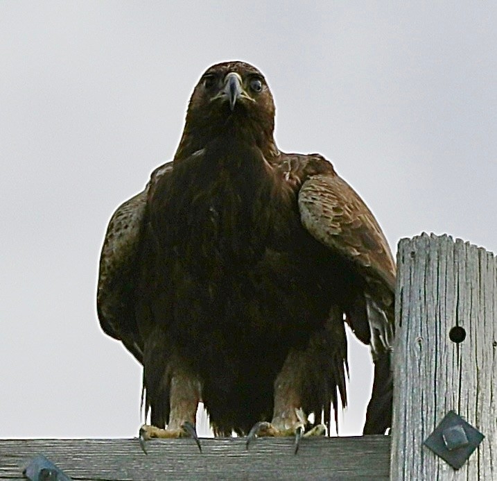 Golden Eagle