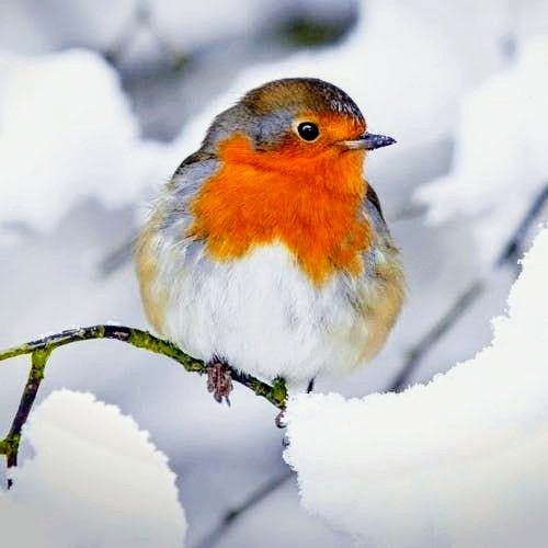 ROBIN ENJOYING  THE  SNOW
