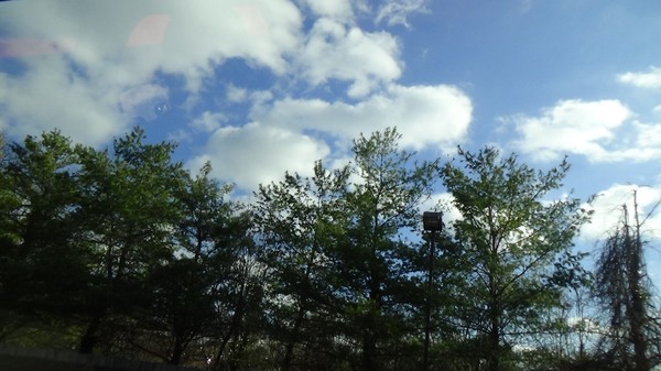 Blue Sky Trees