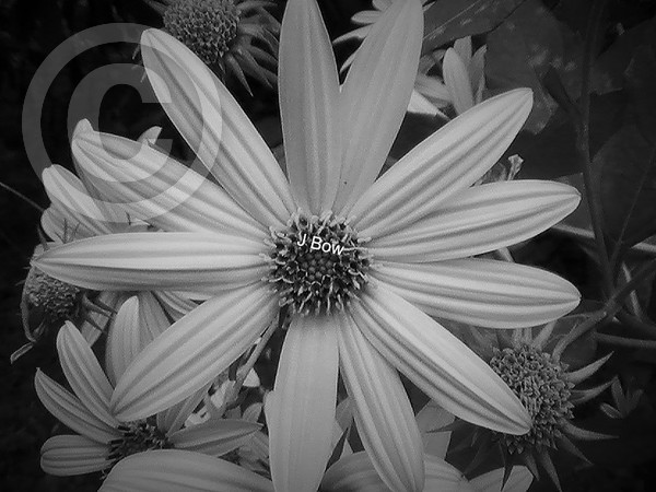 Aviary Photo 130602246949007992