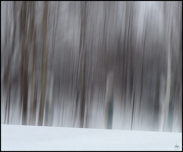 Whisper of a Winter Wood - Open Edition on Canvas
