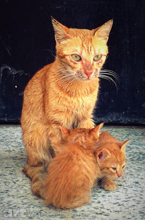 Emotion mother