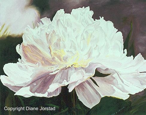 Single Peony