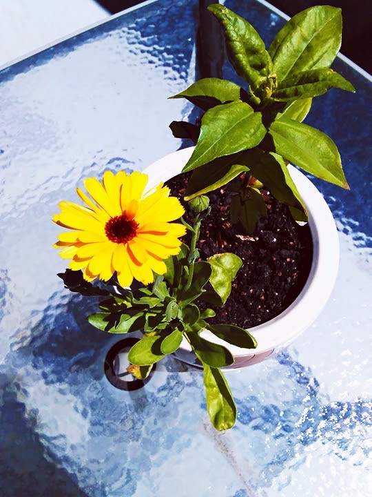 Come Spring