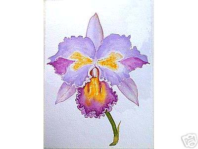 Cattleya Orchid
