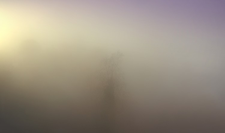 MISTS