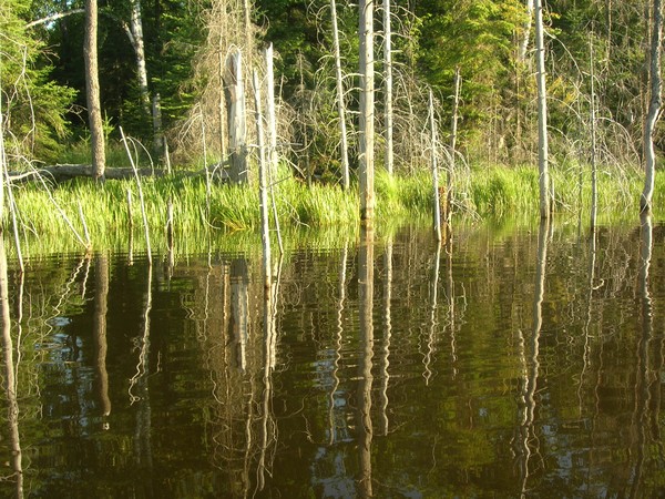 Beaver Pond