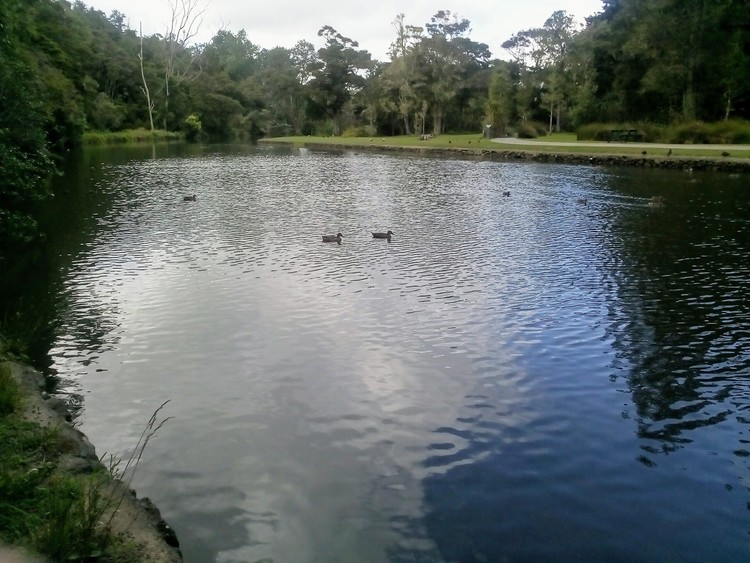 Duck paradise