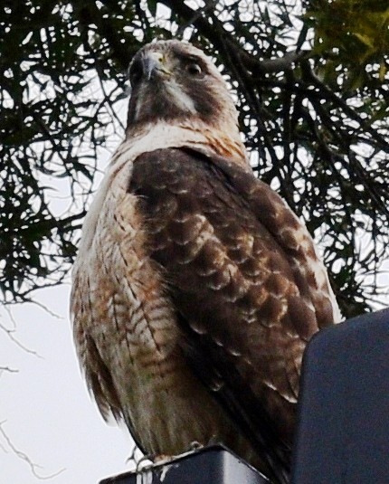 Red Tail Hawk surveying the terrain.