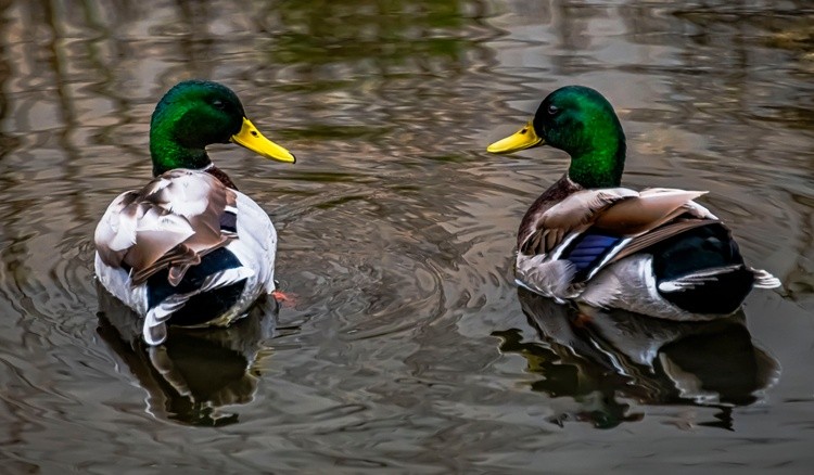 Mallards on the Switchyard Pond - March 3  2026