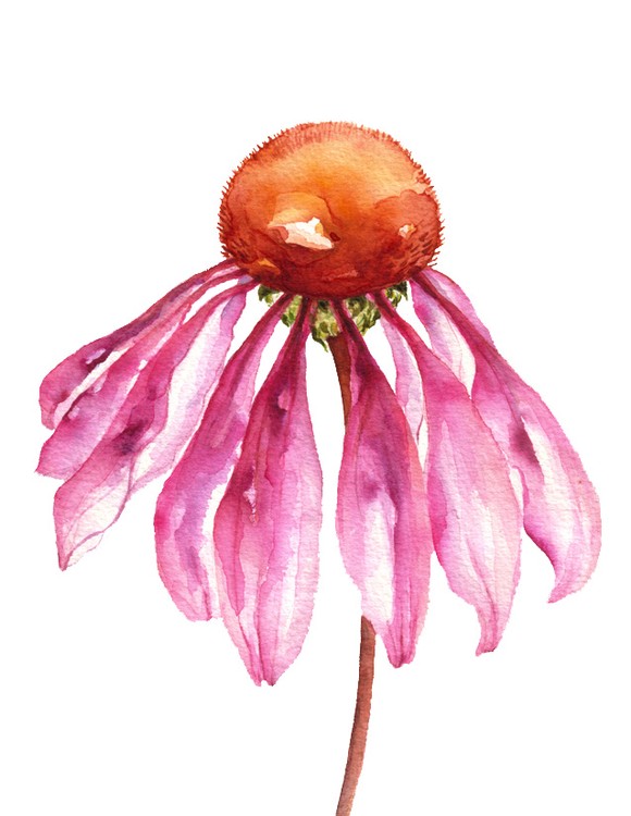 Echinacea, Coneflower