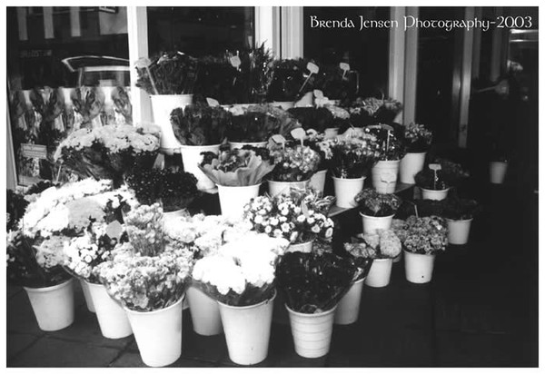 Flowers 2