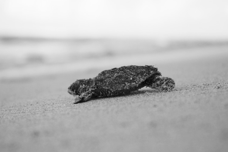 turtle vision