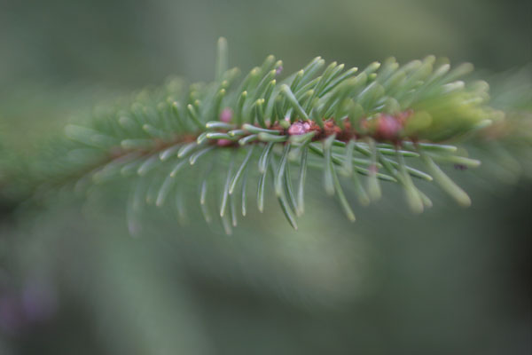 Christmas tree!
