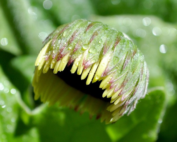 newbie at the garden