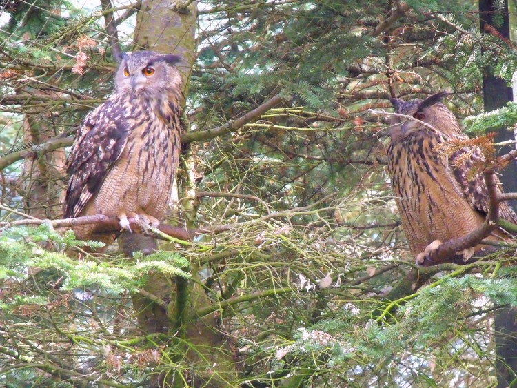 Eurasian Eagle Owls