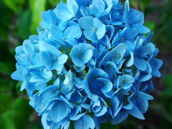 COLOR ME BLUE