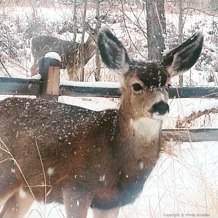 Snowy Deer