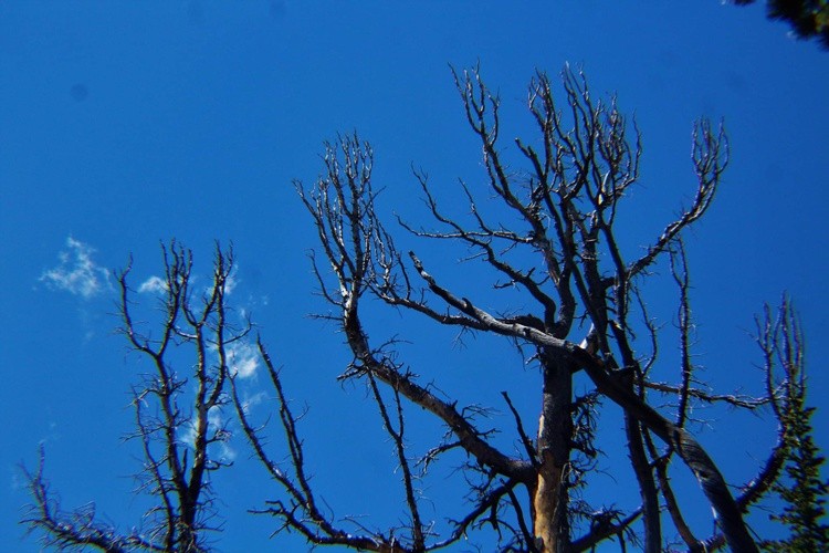 Tree and Sky