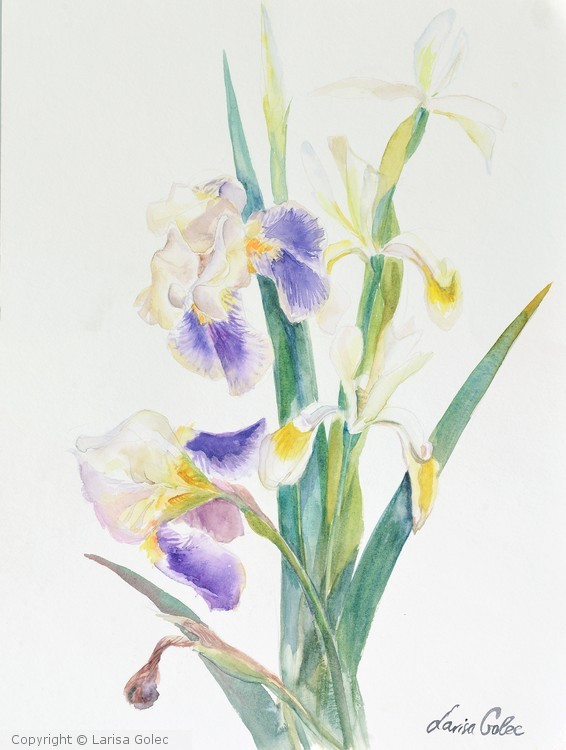 Iris
