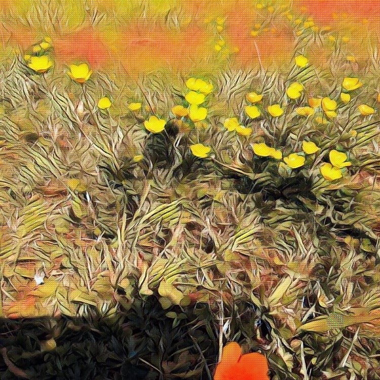 Tiny yellow wildflowers