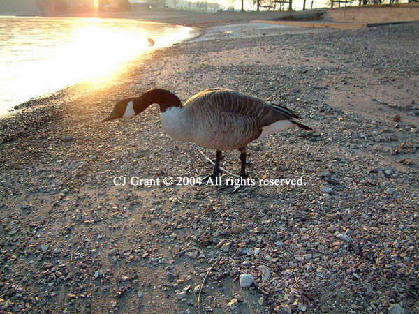 Canadian Goose
