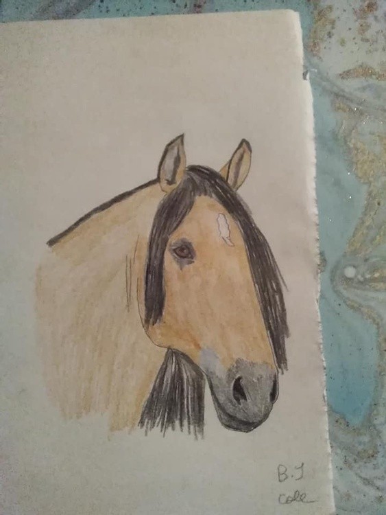 Buckskin horse coloured pencil portrait